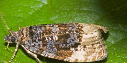 Kako se nositi sa lisnatim glistama na kruški